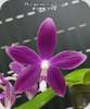 P. speciosa Miki Purple x Lyndon Coral Bear
